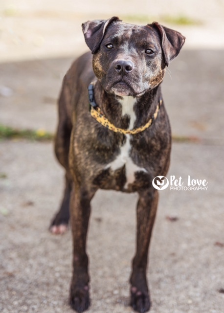 Lexi, an adoptable Pit Bull Terrier in Covington, KY, 41015 | Photo Image 5