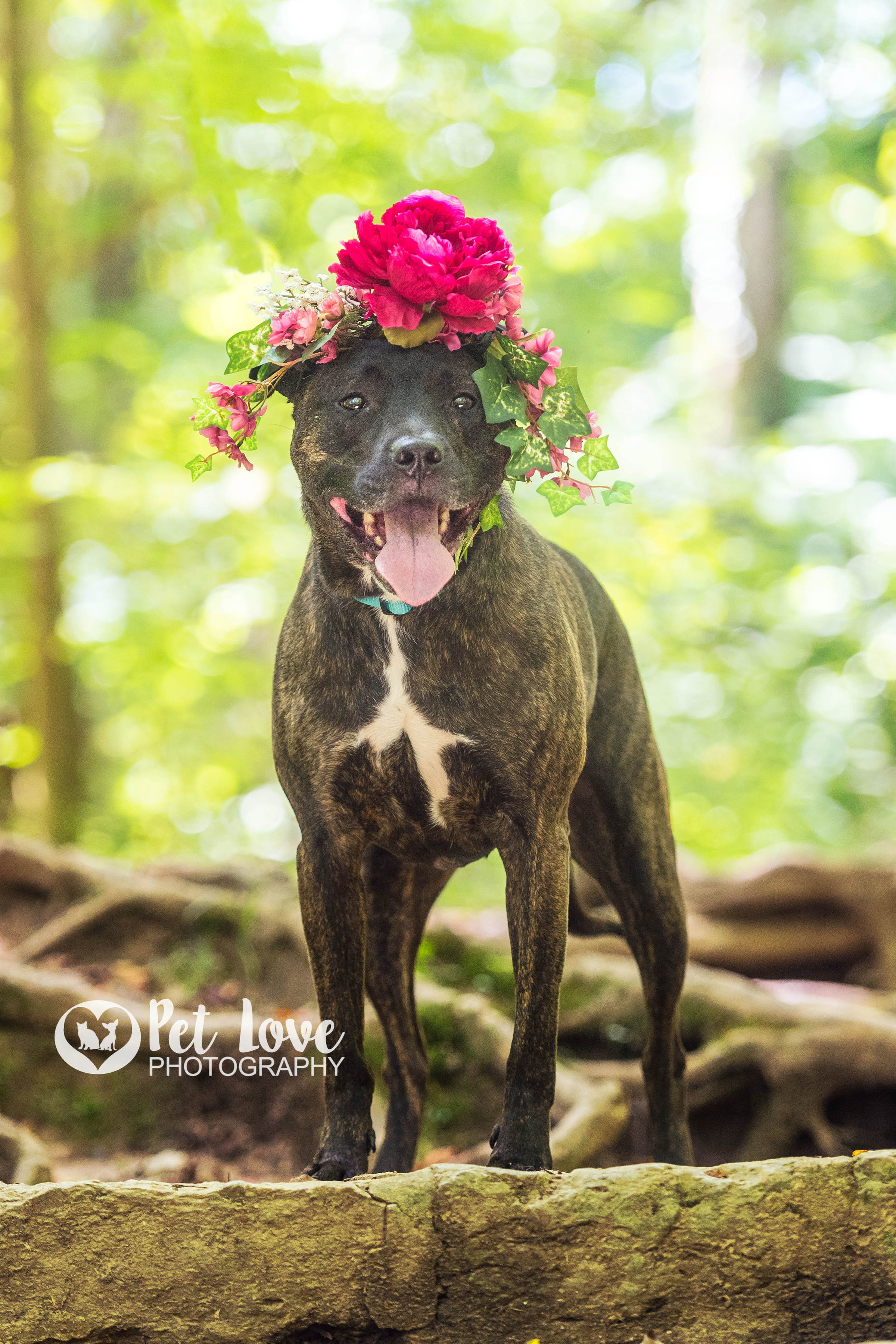 Lexi, an adoptable Pit Bull Terrier in Covington, KY, 41015 | Photo Image 6