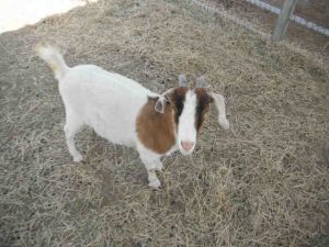 Goat for adoption - LOUISE, a Goat in Union, MO