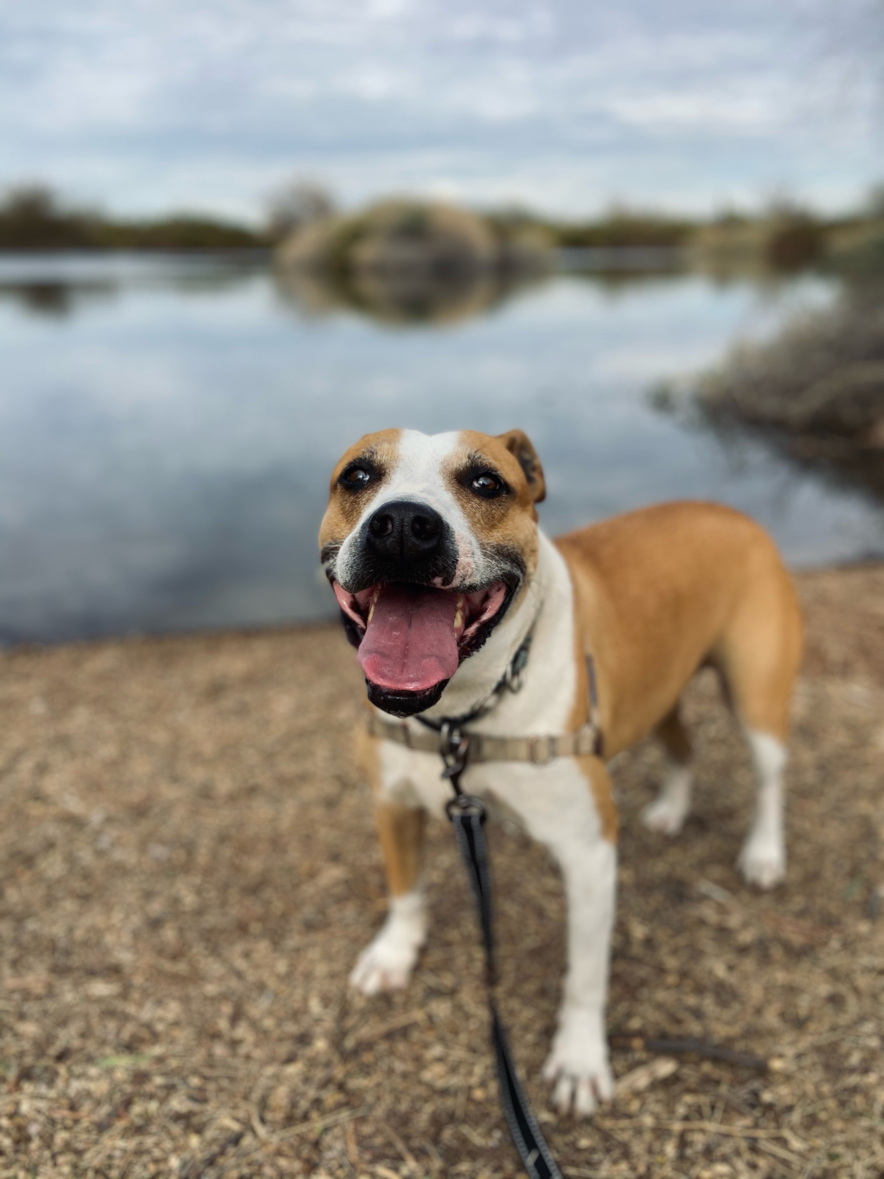Roman, an adoptable Hound, Pit Bull Terrier in Gilbert, AZ, 85295 | Photo Image 2