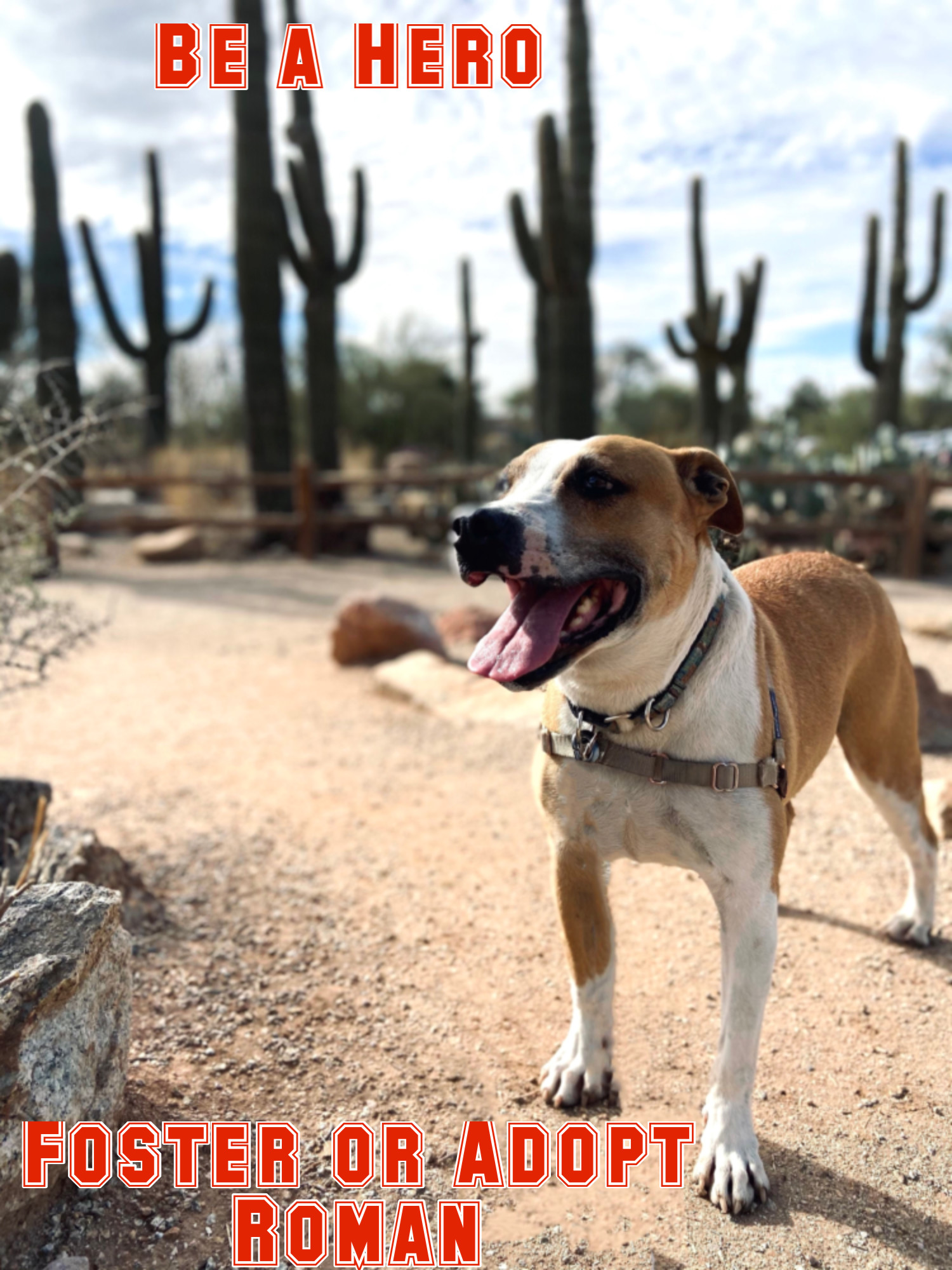 Roman, an adoptable Hound, Pit Bull Terrier in Gilbert, AZ, 85295 | Photo Image 4