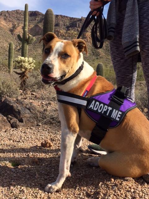 Roman, an adoptable Hound, Pit Bull Terrier in Gilbert, AZ, 85295 | Photo Image 1