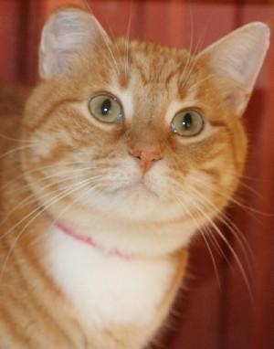 Marmalade, an adoptable Tabby in Savannah, MO, 64485 | Photo Image 1