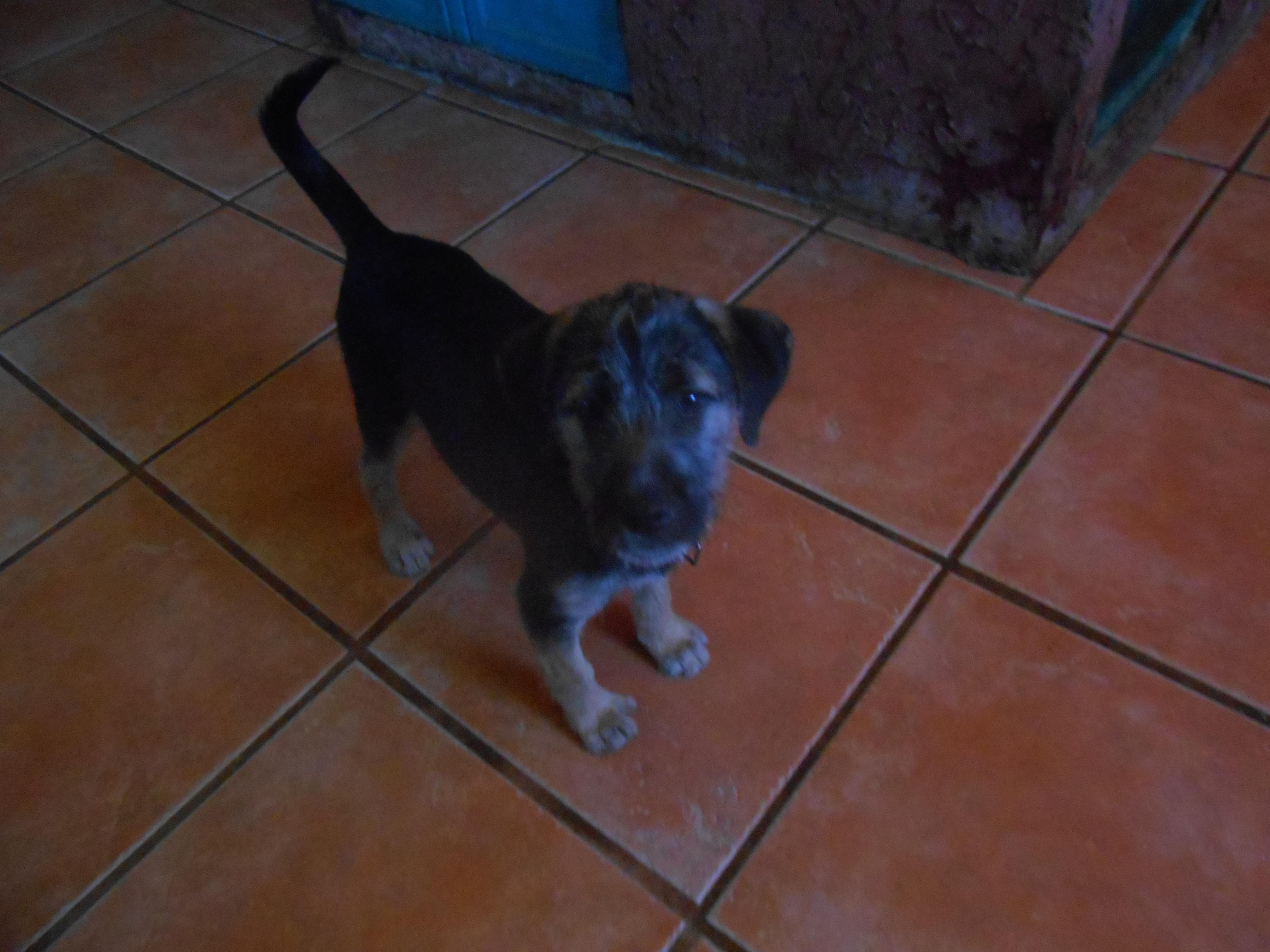 Becky, an adoptable Terrier in San Diego, CA, 92153 | Photo Image 2