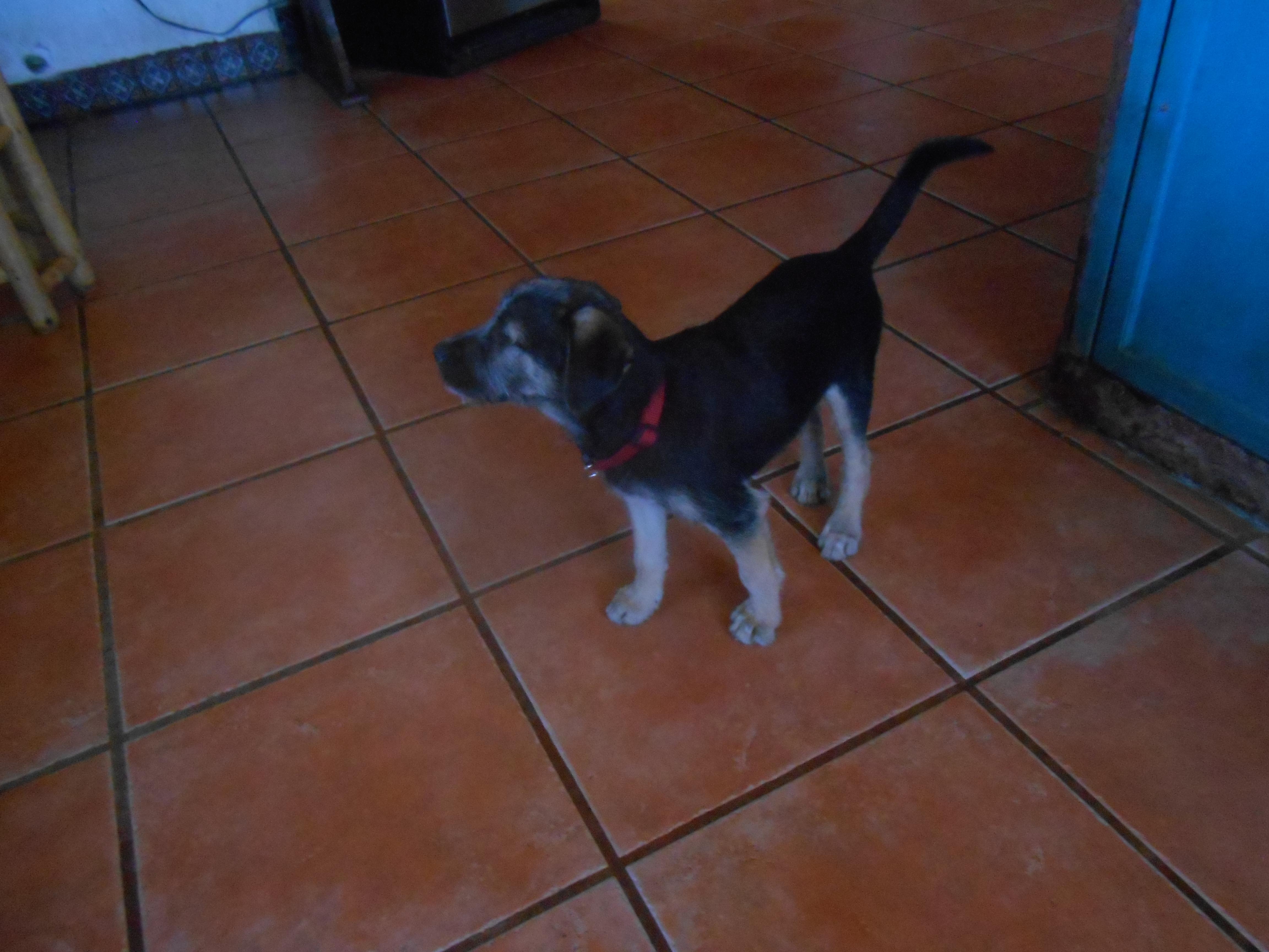 Becky, an adoptable Terrier in San Diego, CA, 92153 | Photo Image 3