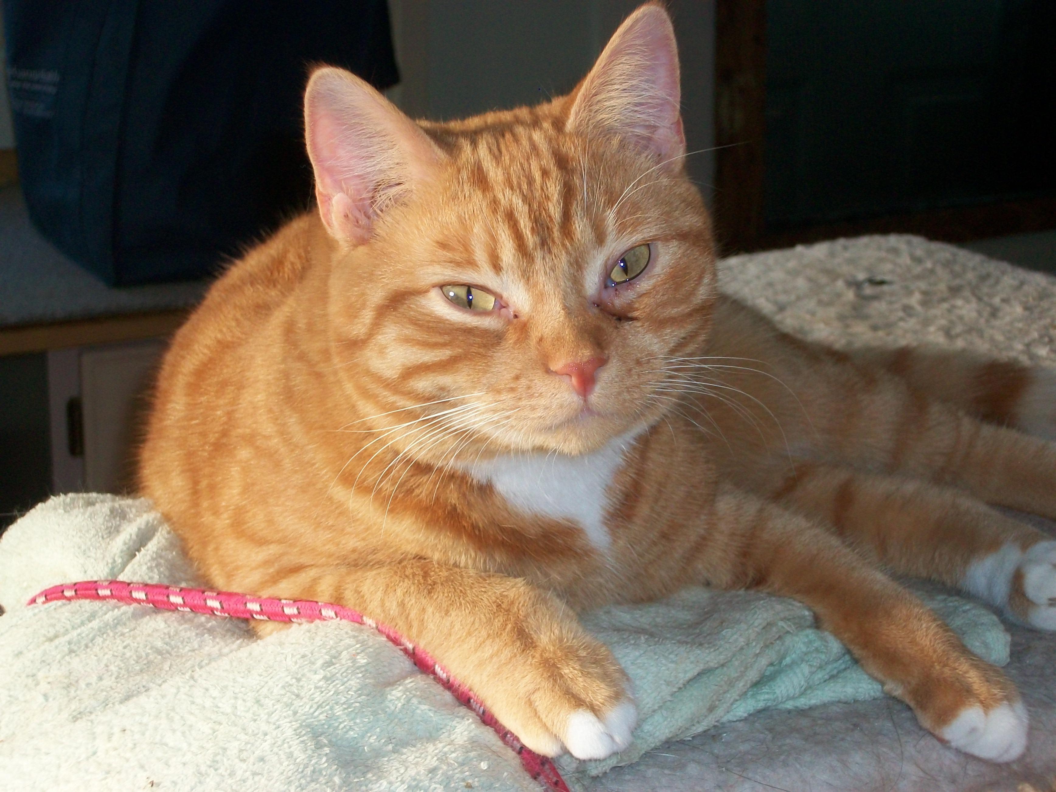 Jasper, an adoptable Domestic Short Hair in Watsontown, PA, 17777 | Photo Image 1