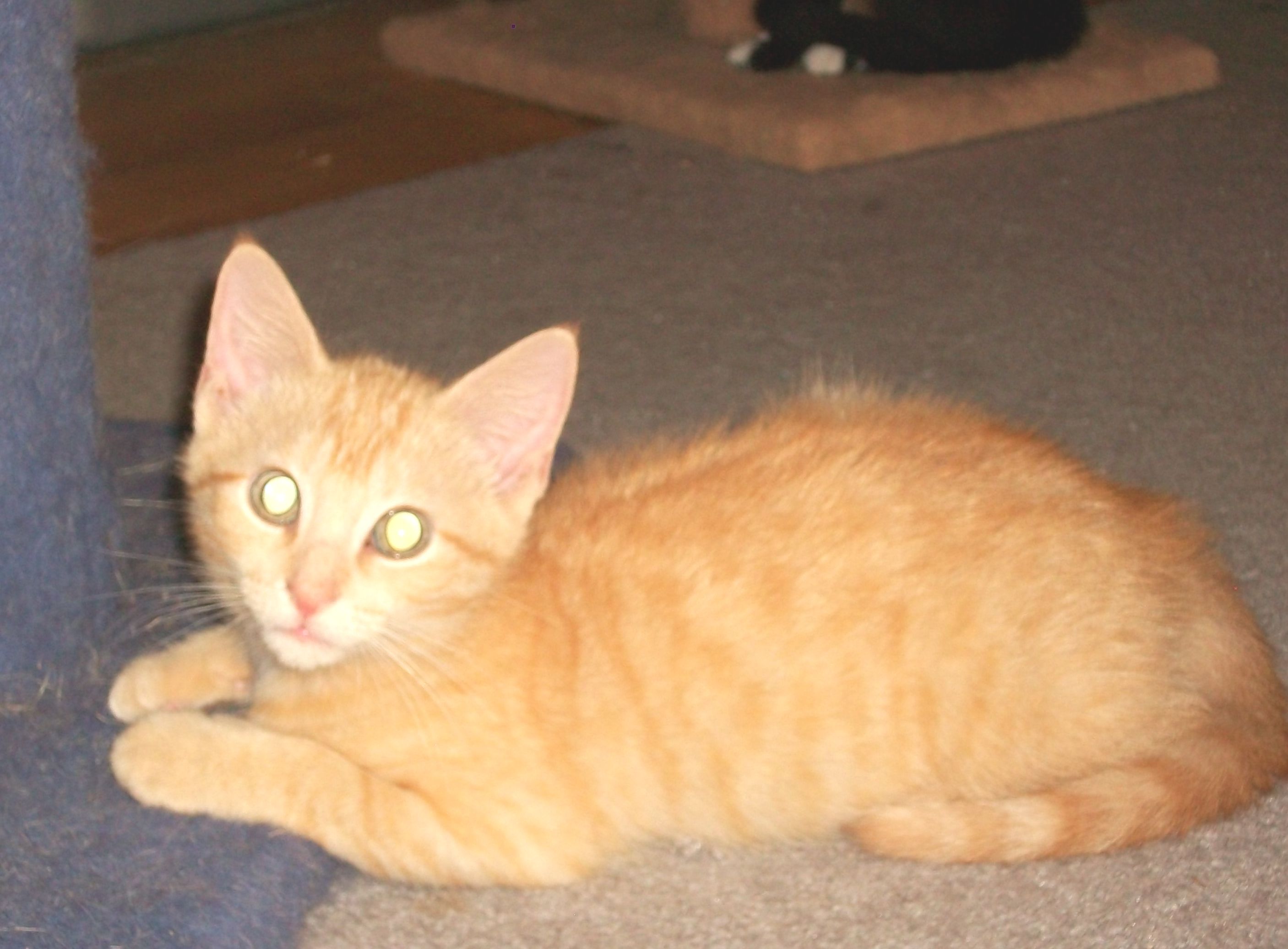 Jake, an adoptable Domestic Short Hair in Watsontown, PA, 17777 | Photo Image 1