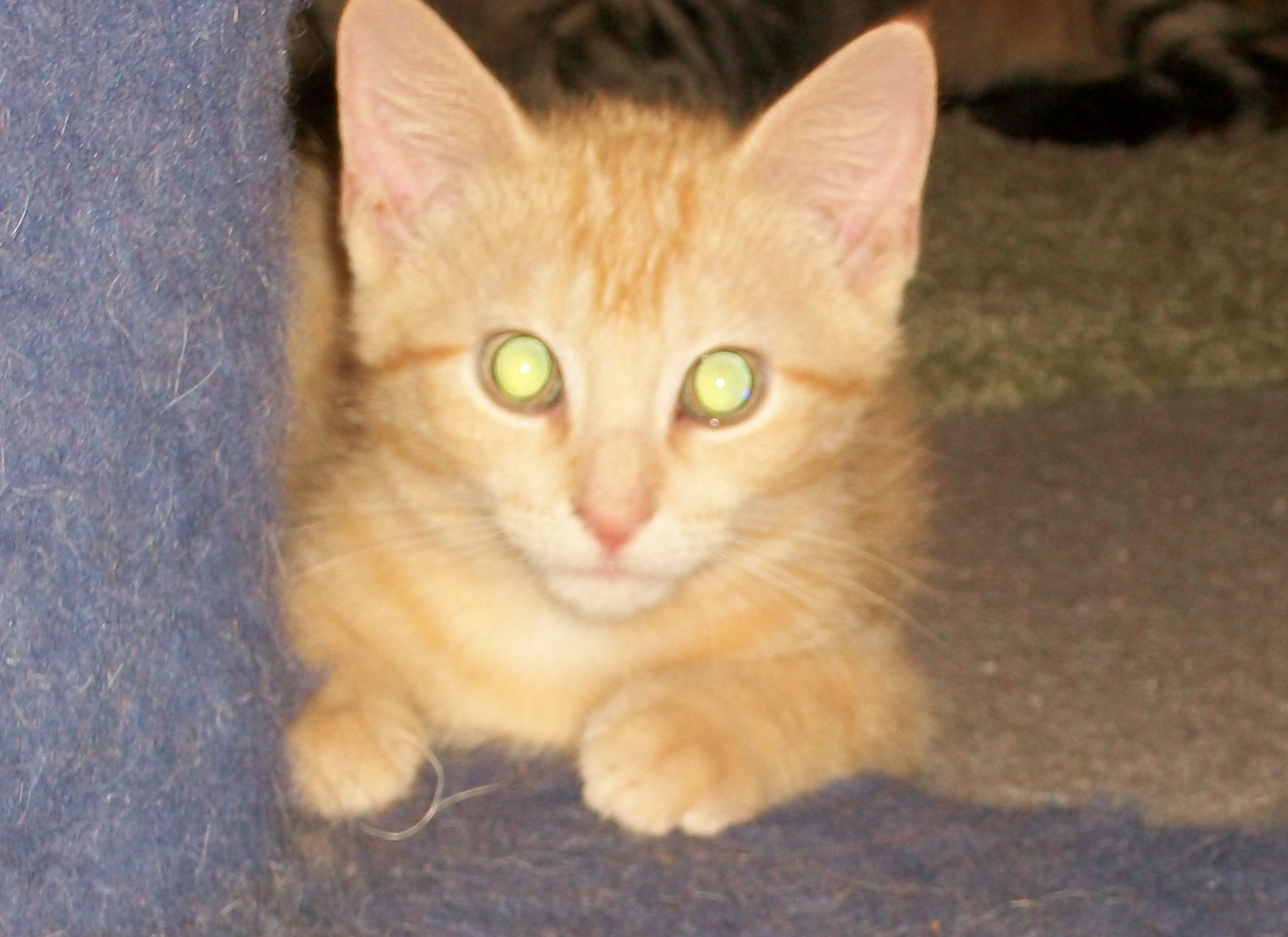 Jake, an adoptable Domestic Short Hair in Watsontown, PA, 17777 | Photo Image 2