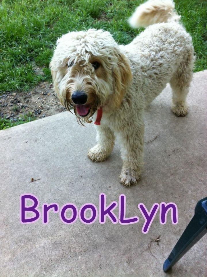 NJ - BrookLyn, an adopted Standard Poodle & Golden Retriever Mix in Jackson, NJ_image-1