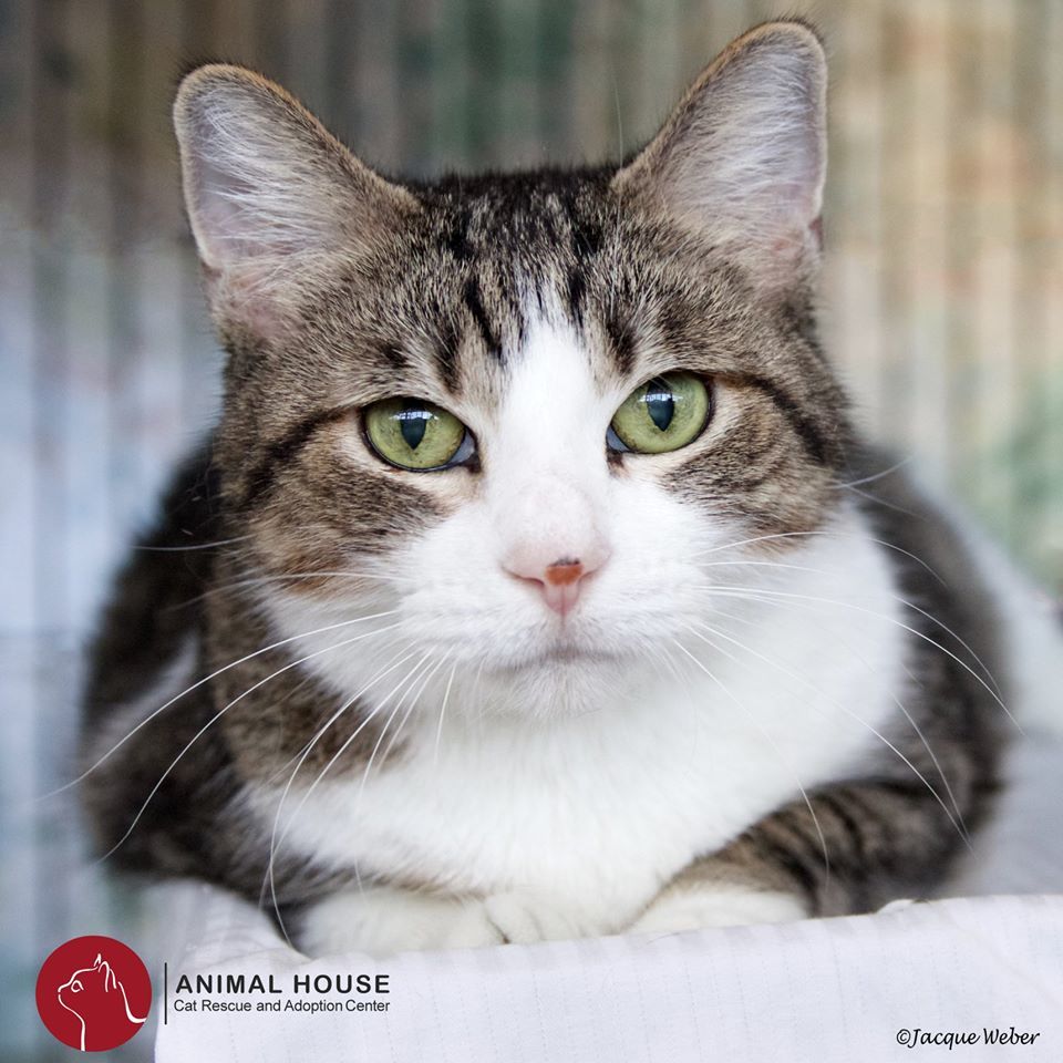 Belle, an adoptable Domestic Short Hair in St. Louis, MO, 63110 | Photo Image 1