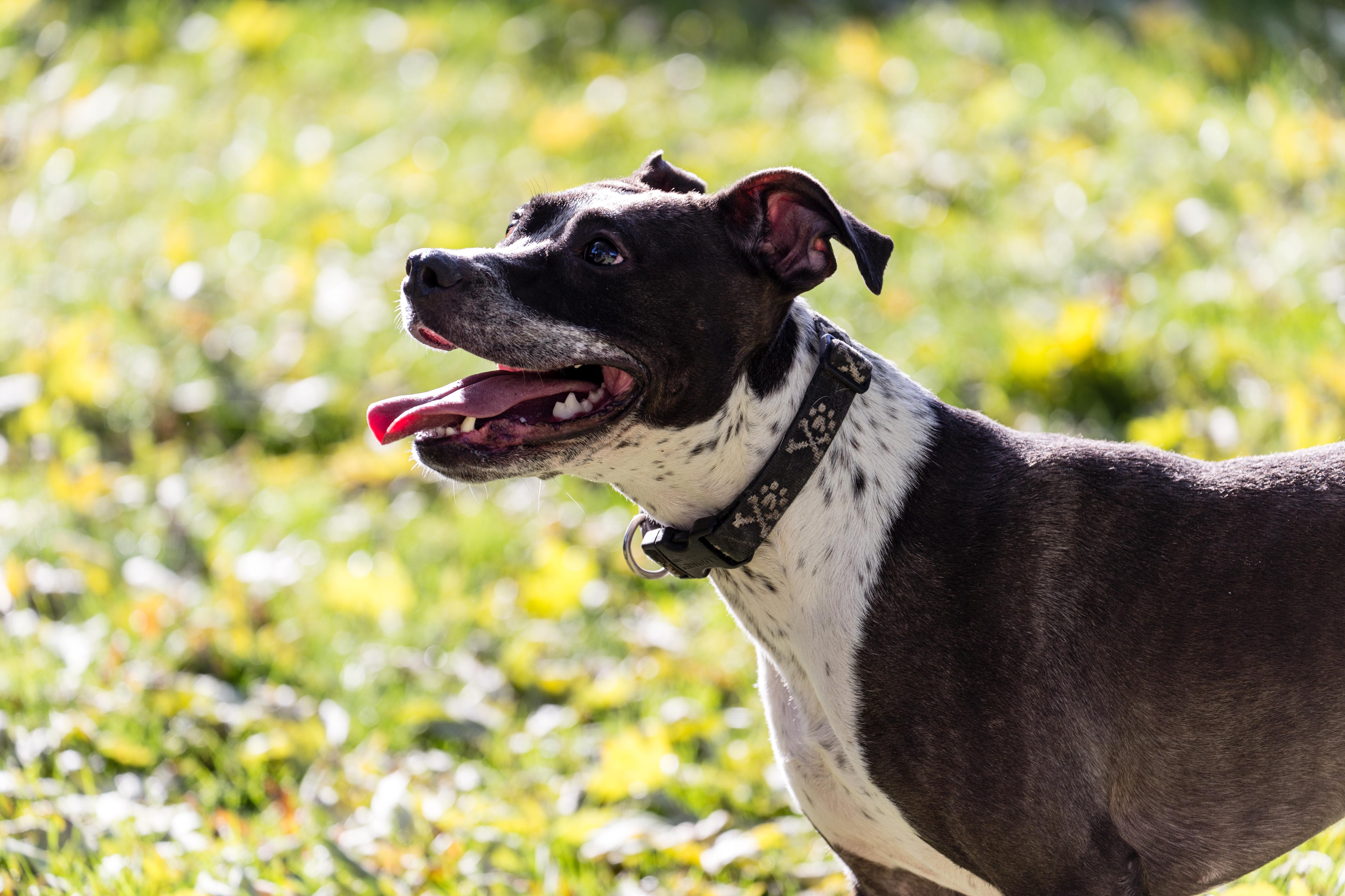 Rose, an adoptable American Staffordshire Terrier, Boxer in Madison, WI, 53704 | Photo Image 1