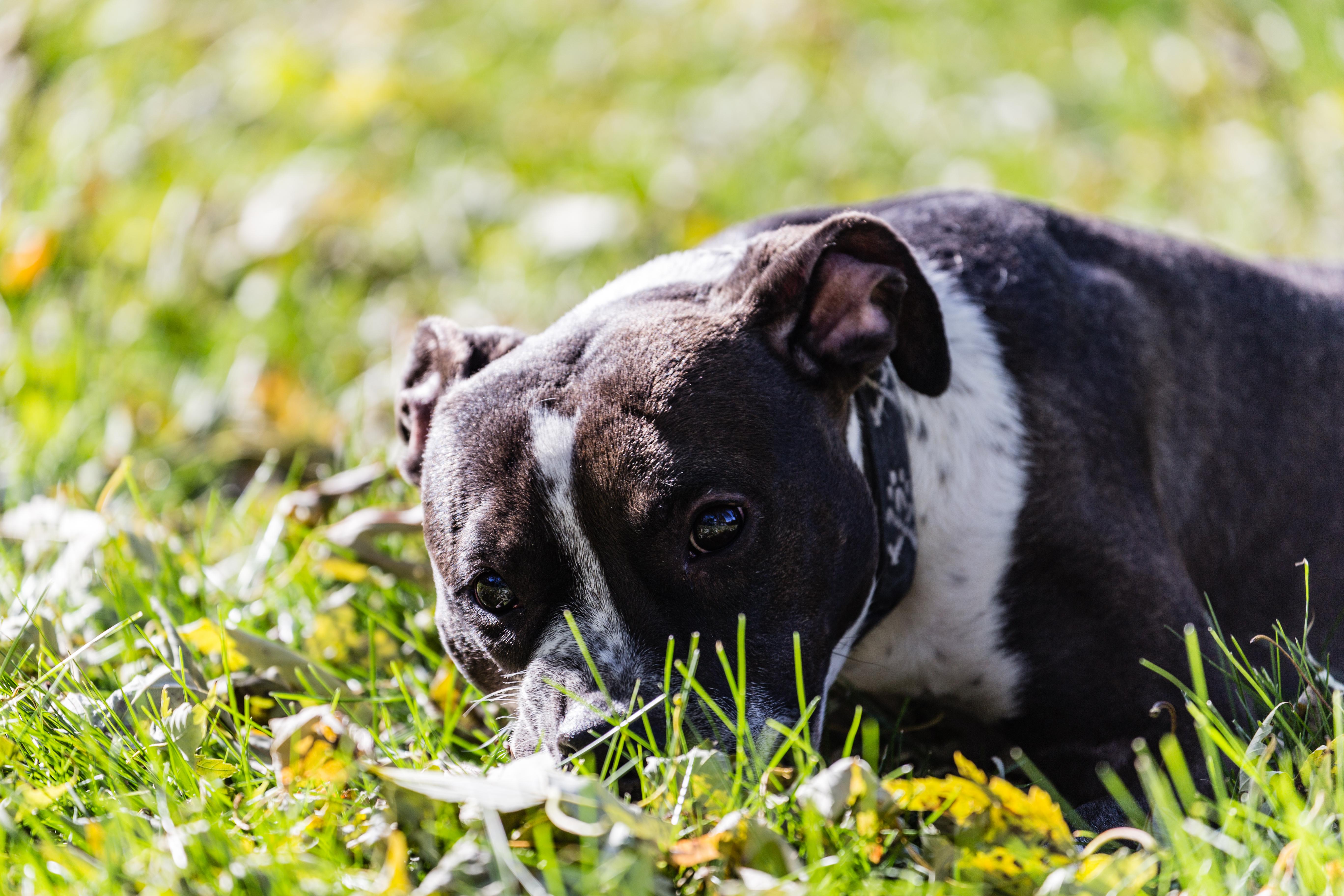 Rose, an adoptable American Staffordshire Terrier, Boxer in Madison, WI, 53704 | Photo Image 2