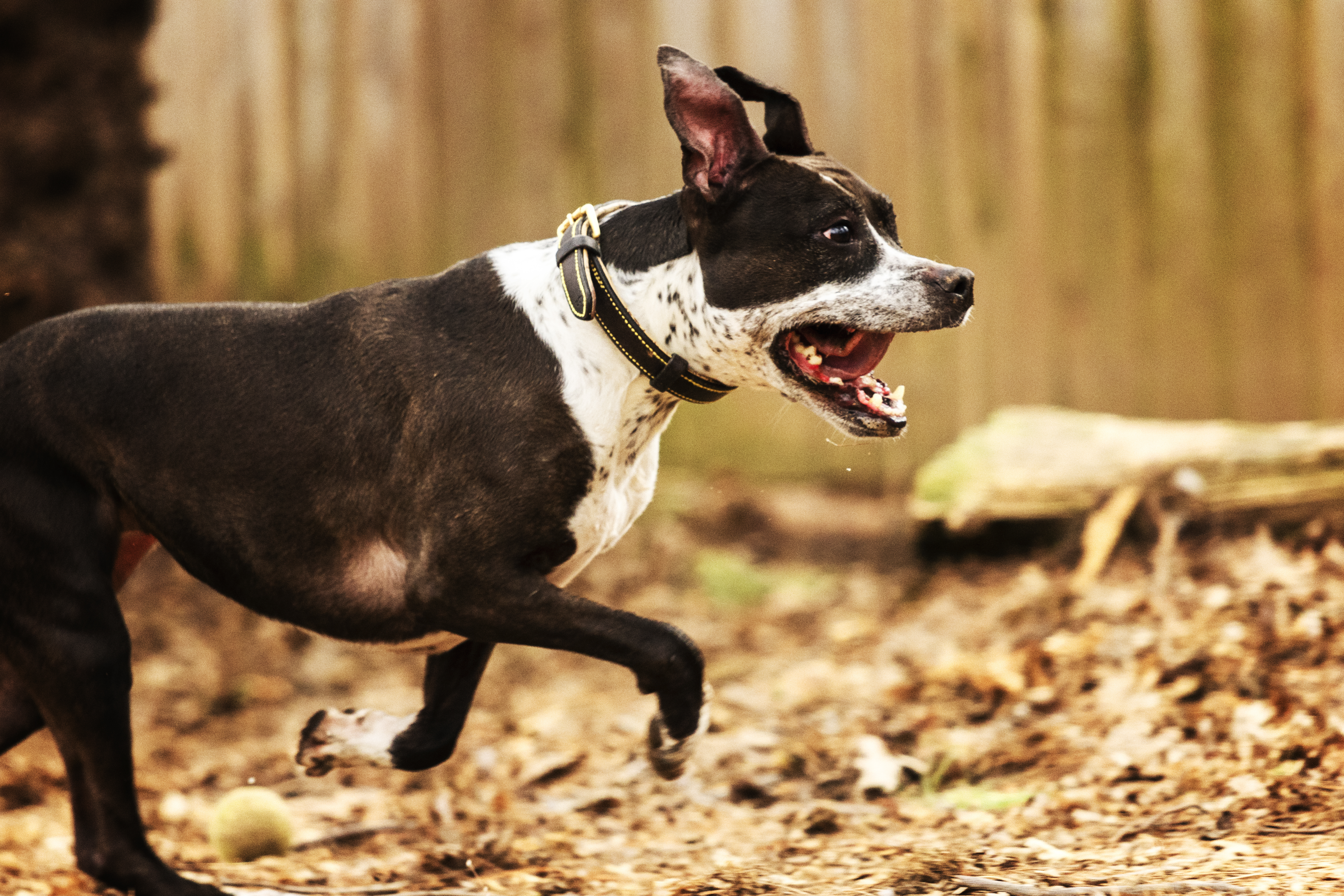 Rose, an adoptable American Staffordshire Terrier, Boxer in Madison, WI, 53704 | Photo Image 3