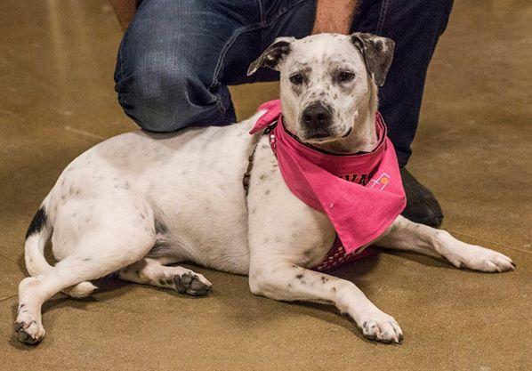 Pepper, an adopted Dalmatian & Australian Cattle Dog / Blue Heeler Mix in South Bend, IN_image-2