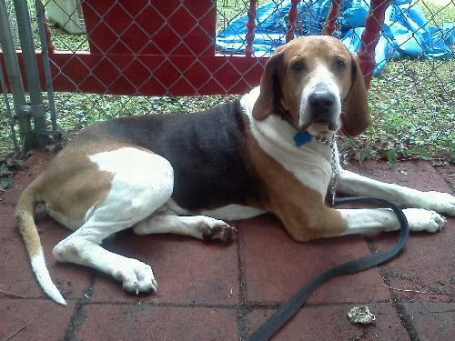 Coonhound Charlie 1