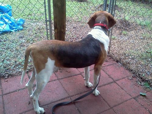 Coonhound Charlie 2