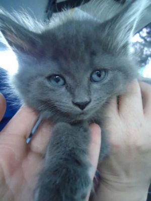 Superman-maine coon/russian blue/nebelung mix