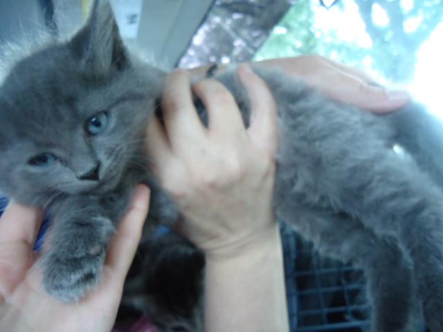 Superman-maine coon/russian blue/nebelung mix 2