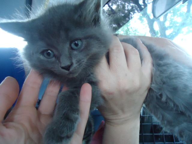 Superman-maine coon/russian blue/nebelung mix 3