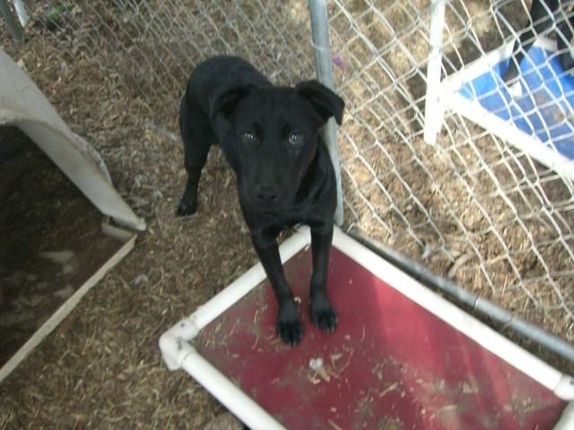Reyna, an adoptable Border Collie, Labrador Retriever in Fair Oaks Ranch, TX, 78015 | Photo Image 1