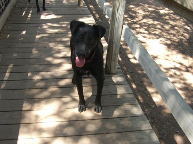 Reyna, an adoptable Border Collie, Labrador Retriever in Fair Oaks Ranch, TX, 78015 | Photo Image 2