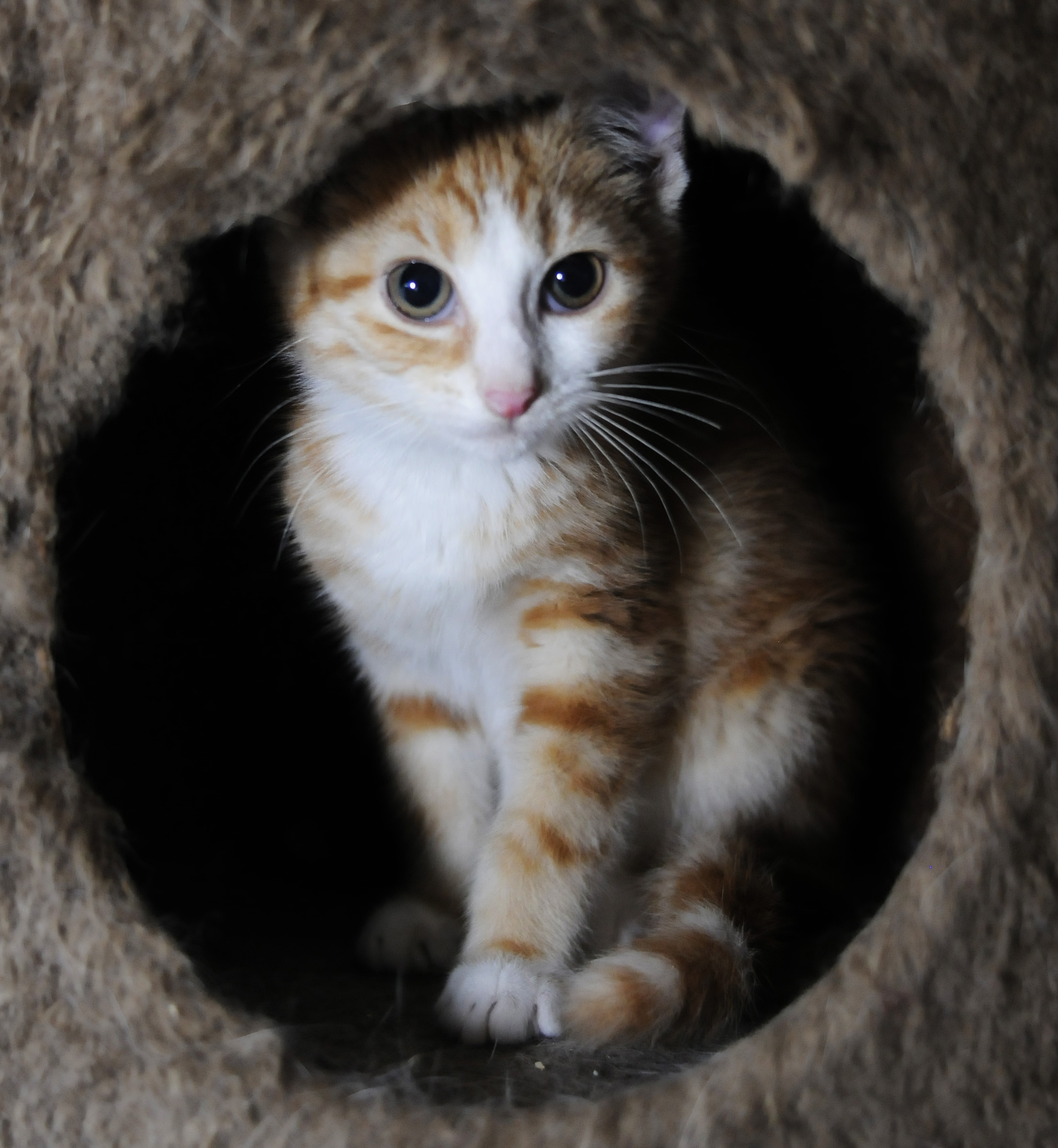 Petal, an adoptable Tabby in Ashland, OH, 44805 | Photo Image 2