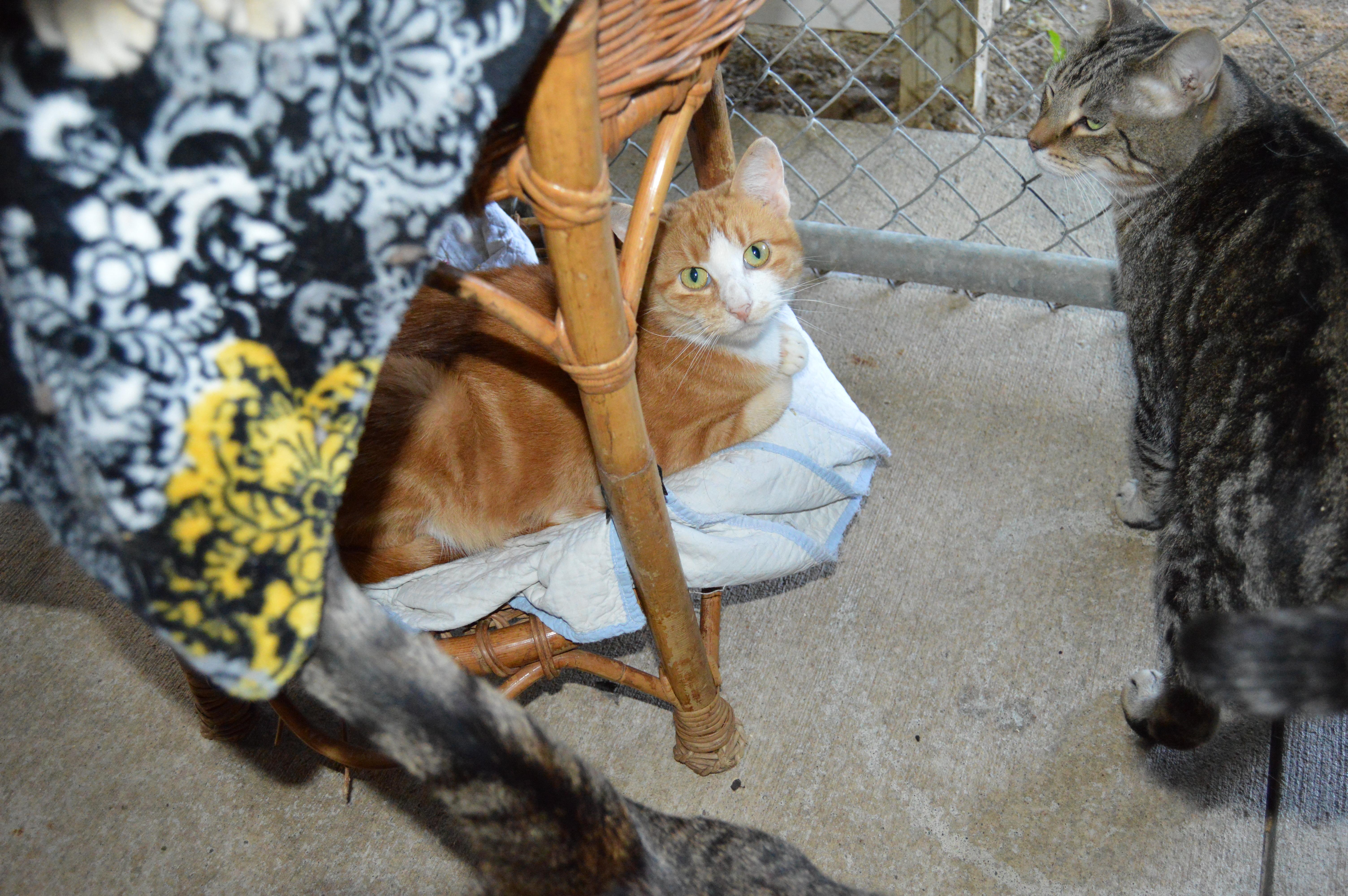 Petal, an adoptable Tabby in Ashland, OH, 44805 | Photo Image 3