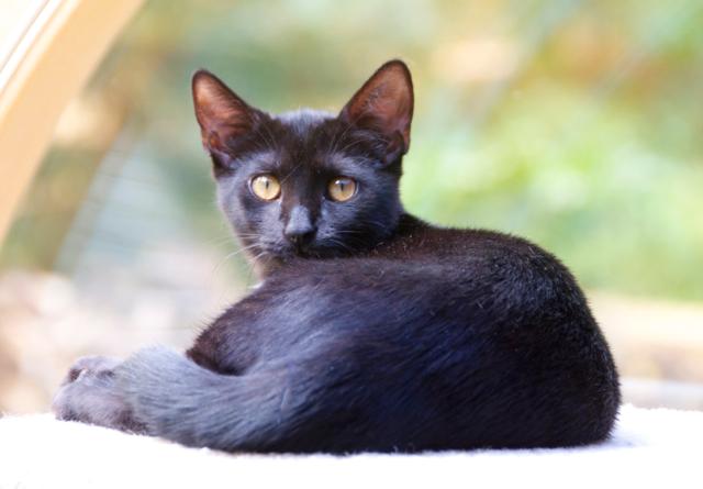 Female kittens 18 weeks old, an adoptable Domestic Short Hair in Durham, CT, 06422 | Photo Image 3