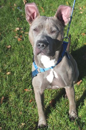 Blu- Foster Needed!