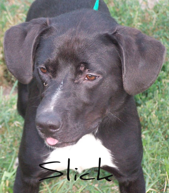 * Adopted * 26421 SLICK is Currenlty in the PUPS for PAROLE PROGRAM 2