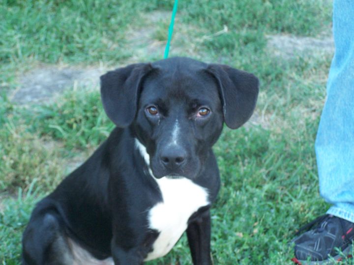 * Adopted * 26421 SLICK is Currenlty in the PUPS for PAROLE PROGRAM 1