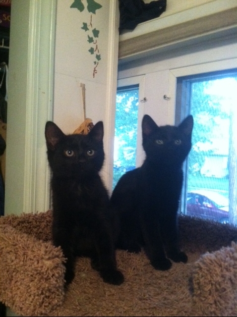 Merlin, an adoptable Domestic Medium Hair in South Plainfield, NJ, 07080 | Photo Image 1