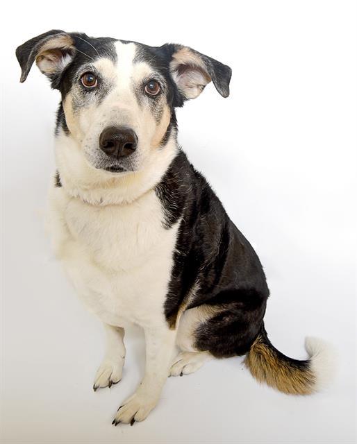 KENAI, an adoptable Australian Shepherd, Labrador Retriever in Ogden, UT, 84404 | Photo Image 1