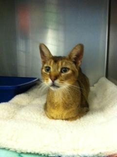 Old man, an adopted Abyssinian in Johnson City, TN_image-1
