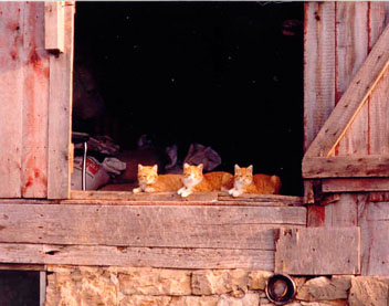 Barn Cat, an adoptable Domestic Short Hair in Nashville, TN, 37214 | Photo Image 4
