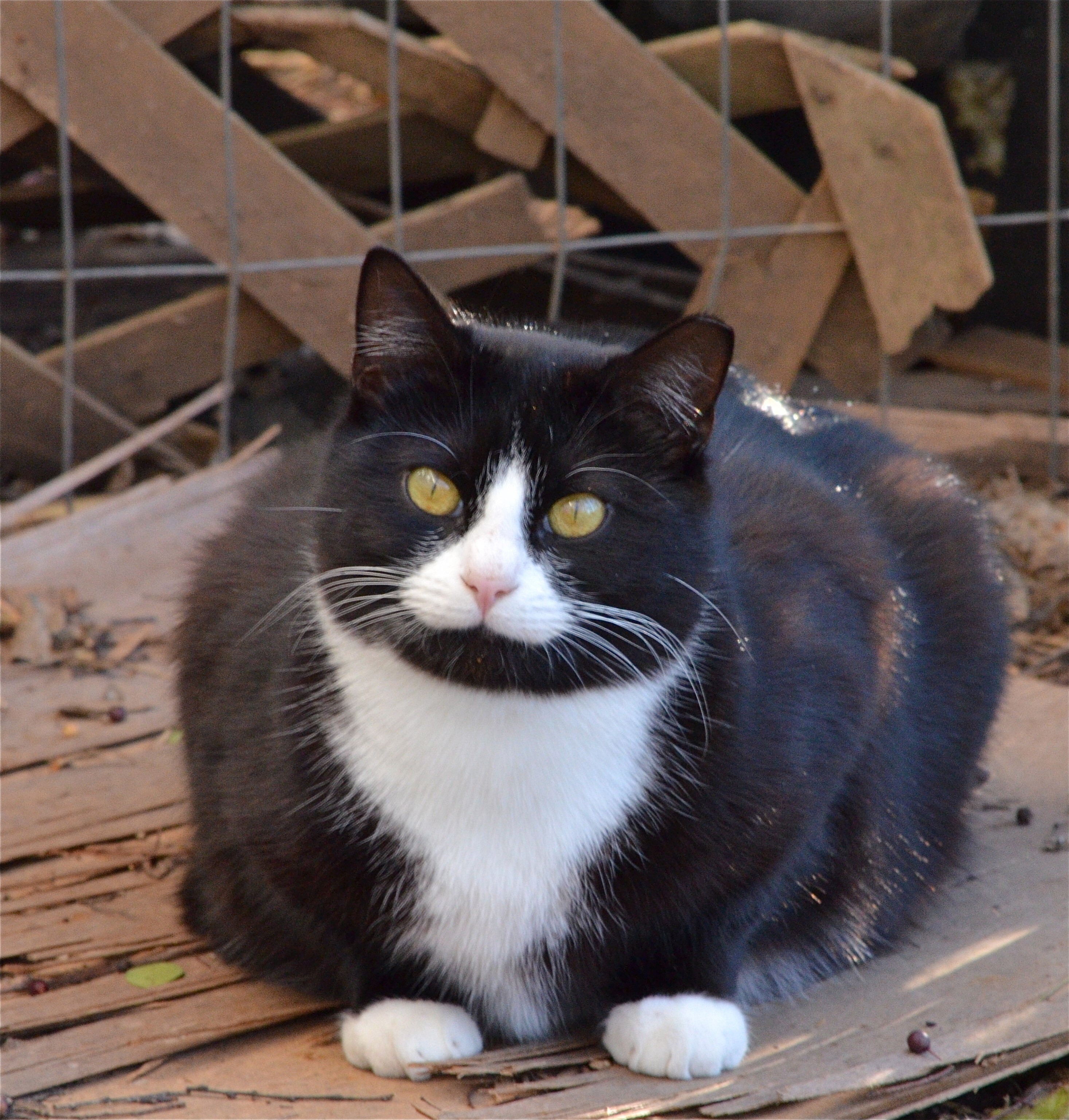 Barn Cat, an adoptable Domestic Short Hair in Nashville, TN, 37214 | Photo Image 1