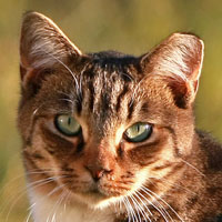 Barn Cat, an adoptable Domestic Short Hair in Nashville, TN, 37214 | Photo Image 2
