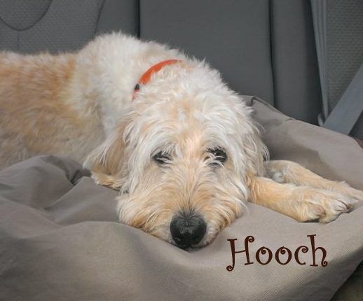 NJ - Hooch, an adopted Labrador Retriever & Standard Poodle Mix in Jackson, NJ_image-1
