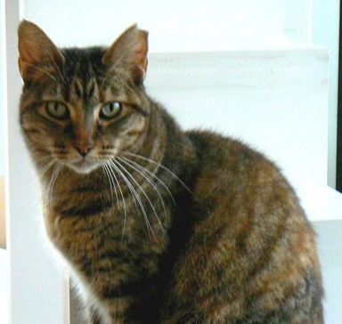 Ruthie - WONDERFUL kitty :-[), an adoptable Domestic Short Hair, Tabby in Dickinson, TX, 77539 | Photo Image 1