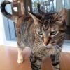 Ruthie - WONDERFUL kitty :-[) photo 2