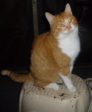 Mickey, Adult Male unknown