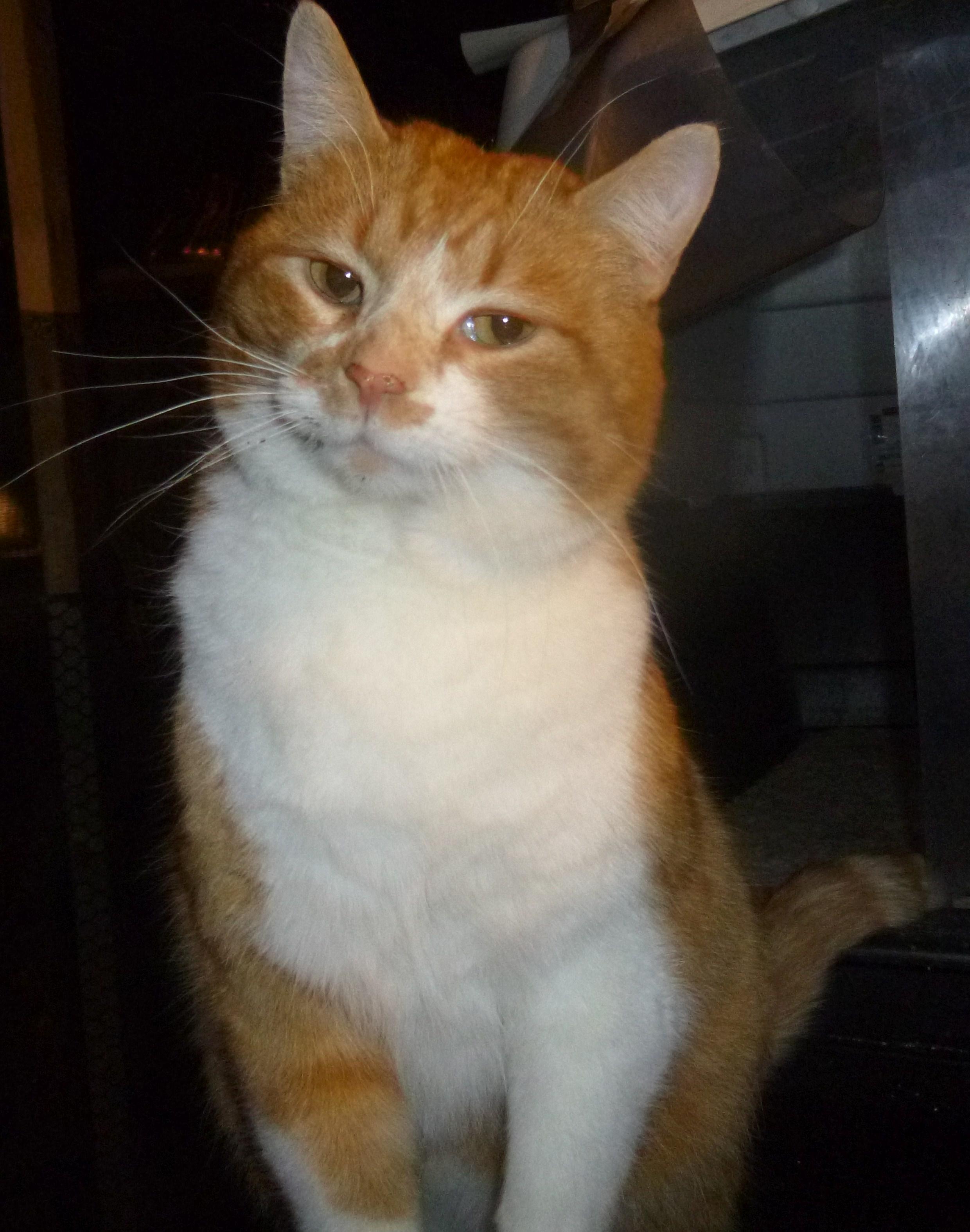 Mickey, an adoptable American Shorthair in Bay City, MI, 48706 | Photo Image 3