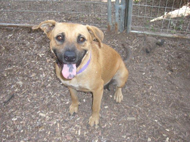 Olivia, an adoptable Black Mouth Cur, Shepherd in Fair Oaks Ranch, TX, 78015 | Photo Image 2