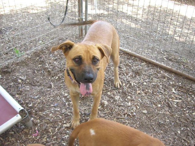 Olivia, an adoptable Black Mouth Cur, Shepherd in Fair Oaks Ranch, TX, 78015 | Photo Image 3