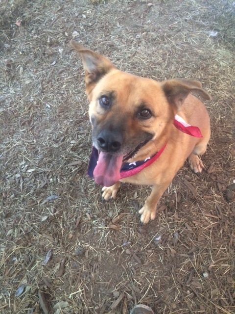 Olivia, an adoptable Black Mouth Cur, Shepherd in Fair Oaks Ranch, TX, 78015 | Photo Image 5