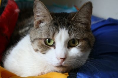 SANCTUARY KITTIES, an adoptable Domestic Short Hair in Lancaster, PA, 17601 | Photo Image 2