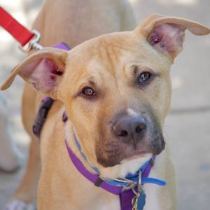 Sampson (Sammie), an adopted Pit Bull Terrier in Fairfax, VA_image-1