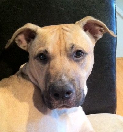 Sampson (Sammie), an adopted Pit Bull Terrier in Fairfax, VA_image-2