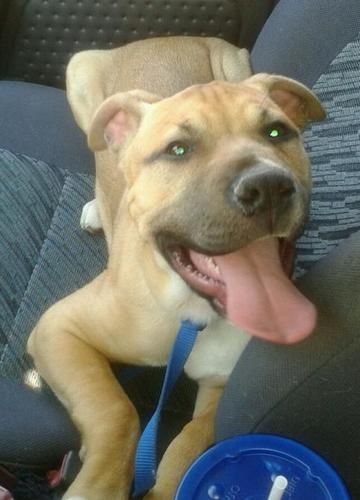 Sampson (Sammie), an adopted Pit Bull Terrier in Fairfax, VA_image-3