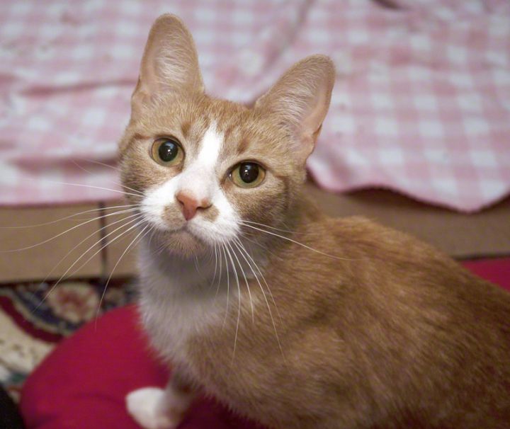 Minnie, an adopted Tabby & Domestic Short Hair Mix in Newtown, CT_image-3